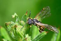 Strongylogaster multifasciata