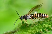 Strongylogaster multifasciata