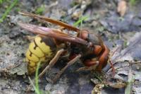 Vespa crabro