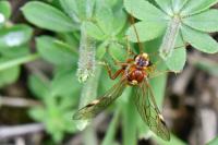 Tenthredopsis nassata