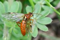 Tenthredopsis nassata