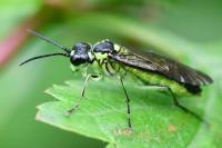 Tenthredo mesomela