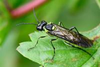 Tenthredo mesomela