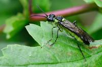 Tenthredo mesomela