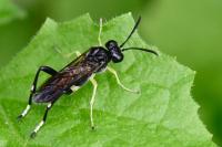 Macrophya montana