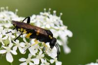 Macrophya montana