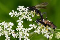 Macrophya montana