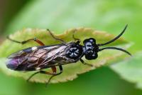 Emphytus laticinctus