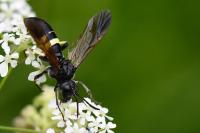 Cephaledo bifasciata