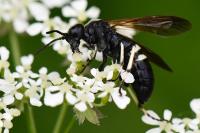 Cephaledo bifasciata