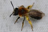 Andrena haemorrhoa