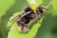Bombus pratorum