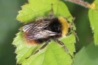 Bombus pratorum