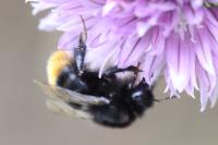 Bombus lapidarius