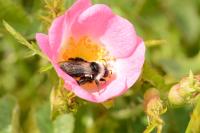 Andrena cineraria