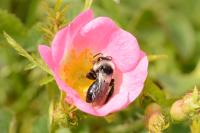 Andrena cineraria