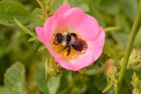 Andrena cineraria