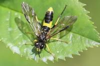 Tenthredo temula