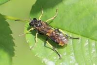 Tenthredo temula