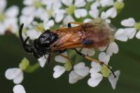 Arge melanochra