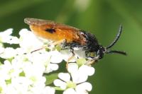 Arge melanochra