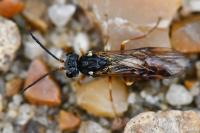 Strongylogaster multifasciata