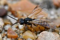 Strongylogaster multifasciata