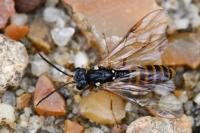 Strongylogaster multifasciata
