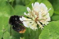 Bombus lapidarius