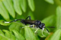 Macrophya montana
