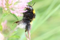 Bombus hortorum