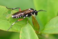 Macrophya punctumalbum