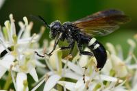 Cephaledo bifasciata