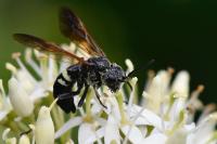 Cephaledo bifasciata