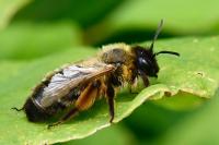 Andrena nigroaenea