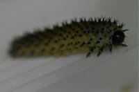 Periclista albida