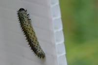 Periclista albida