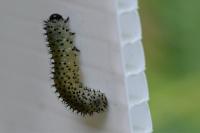 Periclista albida