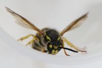 Vespula germanica