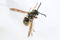 Vespula germanica