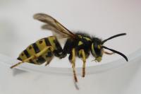Vespula germanica