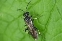 Macrophya alboannulata