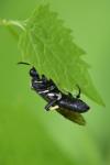 Macrophya alboannulata