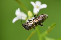 Macrophya alboannulata