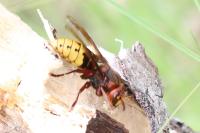 Vespa crabro