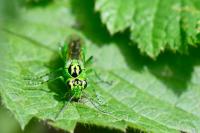 Rhogogaster chlorosoma
