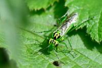 Rhogogaster chlorosoma