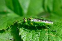 Rhogogaster chlorosoma