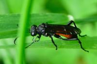 Macrophya annulata
