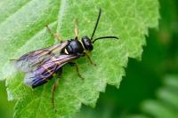Argogorytes mystaceus